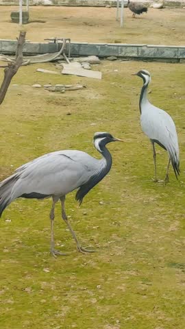 Beautiful Demoiselle cranes grazing in the garden in a zoo 