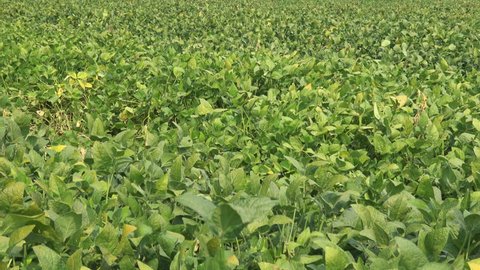 Soybean Field Before Harvest Stock Footage Video (100% Royalty-free ...