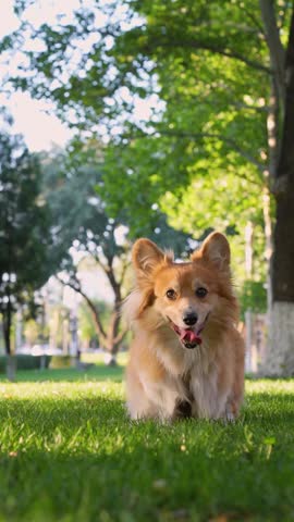 Cheerful corgi dog runs across lawn with his tongue hanging out, a walk in park. A cute low dog runs from mistress towards the camera with his tongue sticking out on the lawn