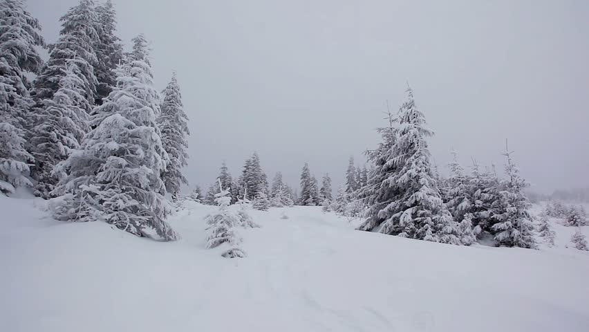 Beautiful winter landscape with snow covered trees. Carpathian, Ukraine. HD