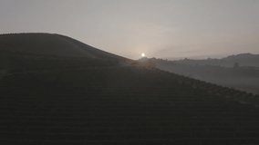 Aerial Drone footage view of sunset in a vineyard in Piemonte Italy // no video editing