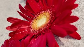 Vibrant red gerbera daisy with water droplets on petals, symbolizing love and beauty, ideal for Valentines Day and Mothers Day themes - Powered by Shutterstock - Get 15% off with code: PIKWIZARD15