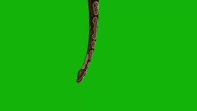 Snake top Resolution animation video green screen 4k, 3D Animation, Ultra High Definition, 4k video Premium Quality