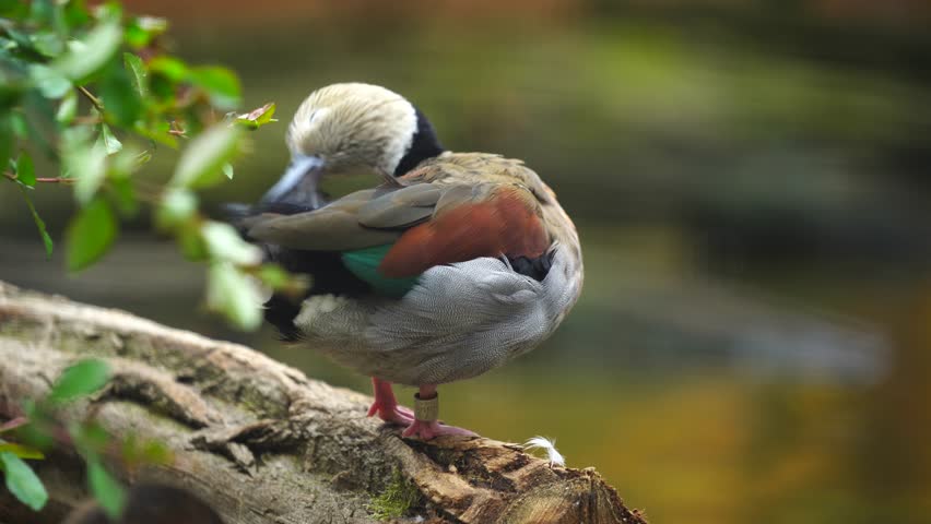 Video of Ringed Teal in zoo