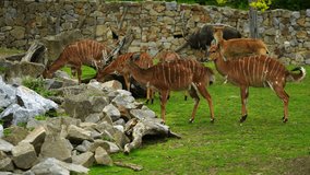 Video of Lowland Nyala in zoo