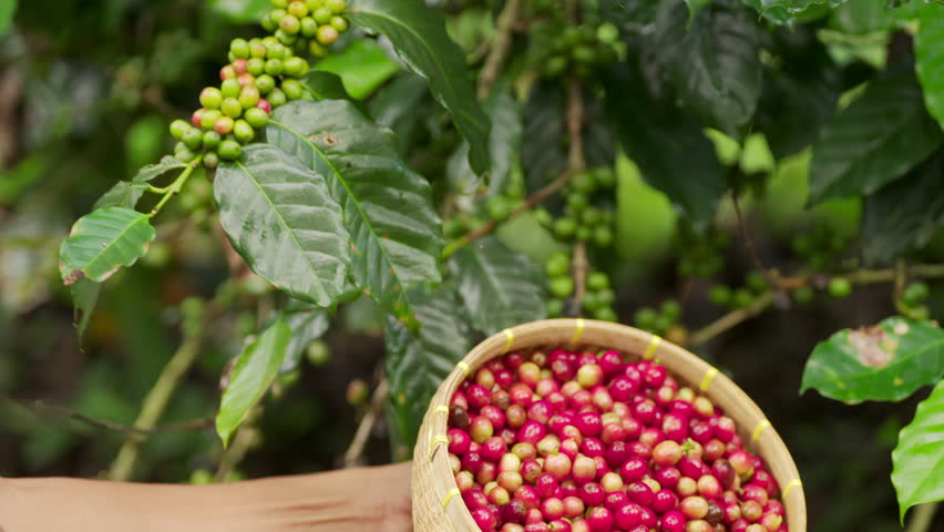 Basket full of freshly harvested coffee cherries, the berries are red and ripe, handpicking, arabica plant in background