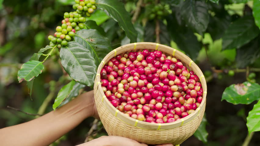 Basket full of freshly harvested coffee cherries, the berries are red and ripe, handpicking, arabica plant in background