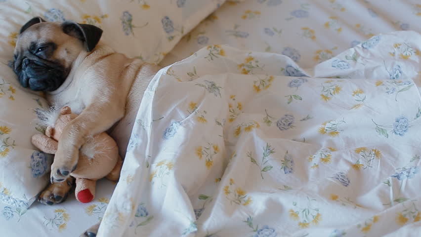 Cute puppy the pug sleeping in the bed covered with blanket and embracing plush toy. Royalty-Free Stock Footage #34950322