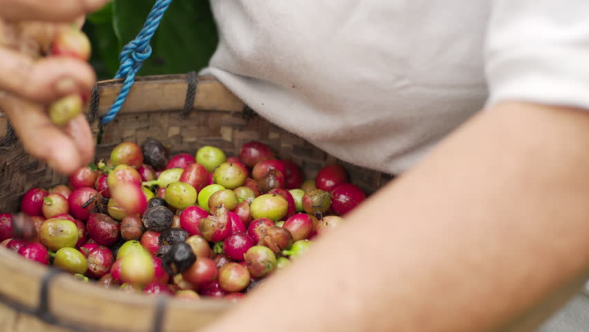 Close-up arabica coffee farmer harvesting cherries or berries with traditional woven basket on plantation