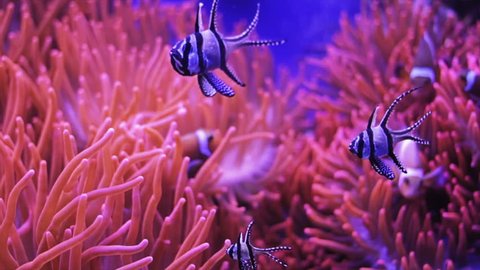 Little black fishes and clownfish swimming through the orange anemones 