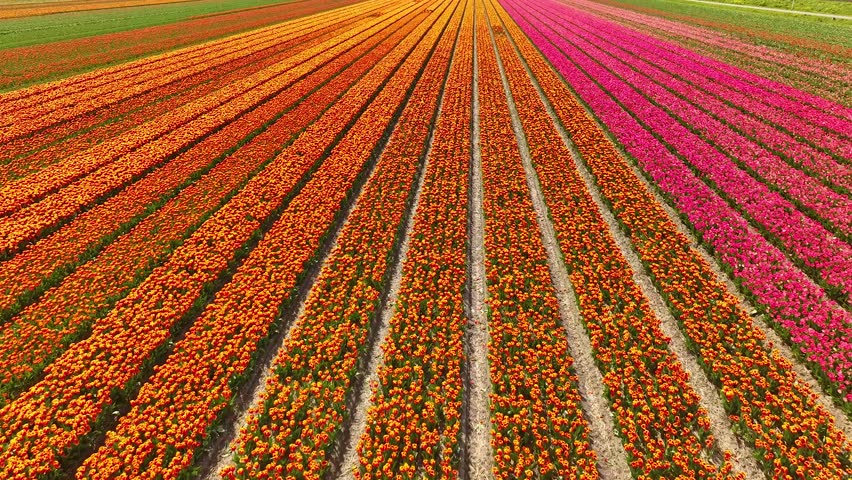 Aerial drone view flying over beautiful colored tulip field in Netherlands. Agriculture fields with flowers. Fly over Holland, Dutch polder landscape multi colored tulip fields, spring landscape.