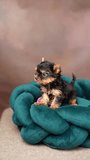 Cute playful Yorkshire terrier puppy puppy resting on a dog bed. Small adorable doggy with funny ears lying in lounger. Vertical video