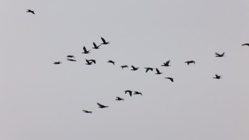 Flock of Pink-footed Geese in flight.  A flock of migratory birds in the sky
