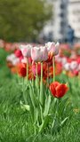 Vertical video. Tulips in a flowerbed in the city. People walk along a path out of focus against a background of flowers.	