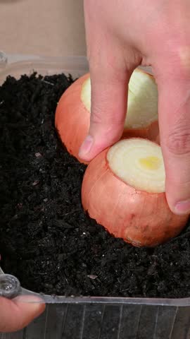 Vertical video. Planting onions in a plastic container at home. Growing food.