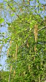Vertical video. Birch leaves sway in the wind in the sun's rays. Natural green background.