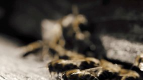 Swarm of honey bees (Apis mellifera) carrying pollen and flying and crash on the landing board of hive in an apiary in SLOW MOTION HD VIDEO. Close-up. Quarter speed.