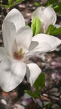 Vertical video. Large white magnolia flowers, close-up. Magnolia denudata, the lilytree, Yulan magnolia. Spring bloom. Floral background.