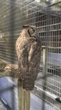 Beautiful Owl behind cage at zoo stock video