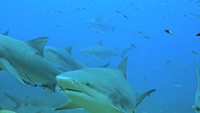 Get up close with the majestic sharks of the Bahamas in this breathtaking underwater video. Part of series Underwater World of Bahamas.