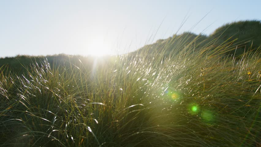 Marvel at the intricate details of grass as the camera pans, capturing the sun breaking through the blades, casting a radiant glow.