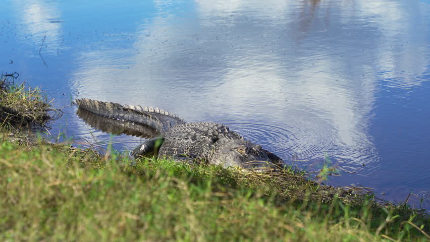 Close-up of American alligator resting on fresh water lake bank in Florida, USA