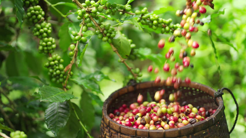 Beautiful slow motion shot of falling arabica coffee cherries or berries into traditional basket on plantation. Harvesting quality beans for premium coffee production