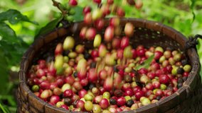 Traditional basket overflowing with freshly harvested coffee berries, slow-motion shot, red ripe cherries are hand-picked - Powered by Shutterstock - Get 15% off with code: PIKWIZARD15