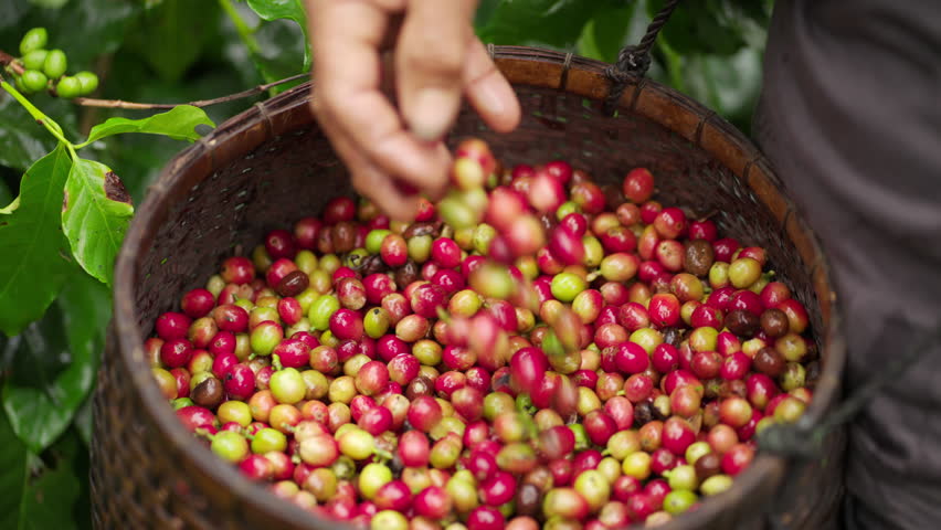 Farmer collecting arabica coffee cherries in traditional basket at harvest in plantation, mix of ripe red and unripe green berries
