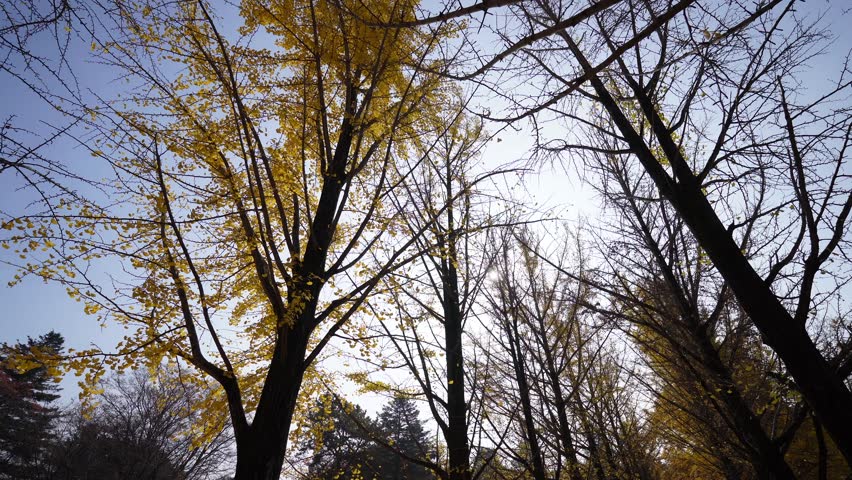 a serene view at Nami Island, Korea, with tall trees showcasing yellow leaves and bare branches, under a bright sky creating a peaceful atmosphere Royalty-Free Stock Footage #3495339659