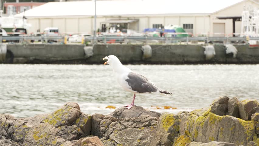 seagulls at the rocky shore of the asian  ocean in japanese looking as they are a family or a couple for eternity