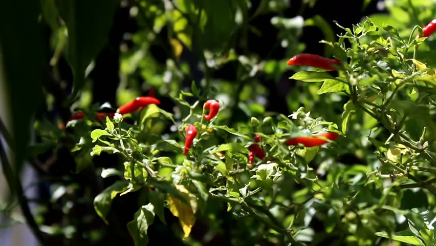 Cayenne pepper or devil's Chili is one of the hottest pepper in the world. In Indonesia known as cabe rawit