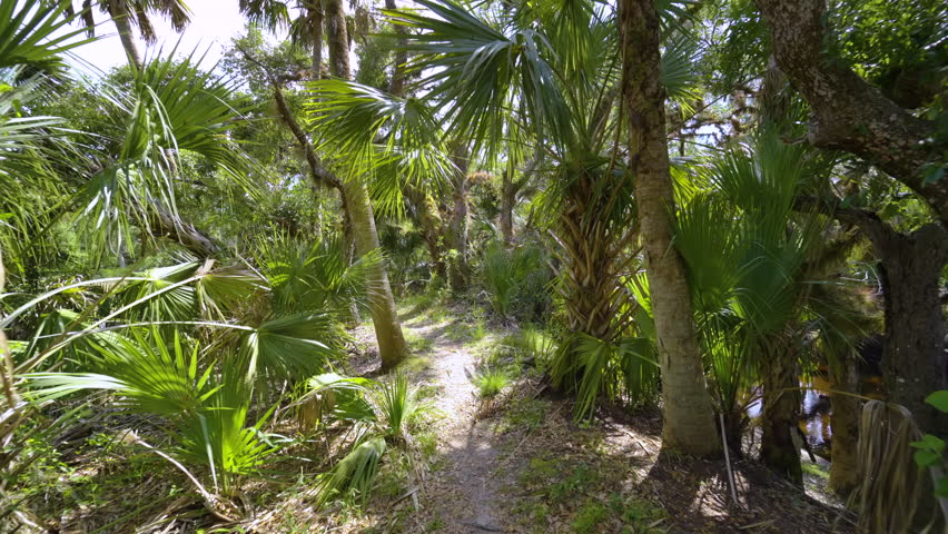 Trail footpath in tropical jungles with green palm trees and wild vegetation in southern Florida. Exploring of dense rainforest ecosystem