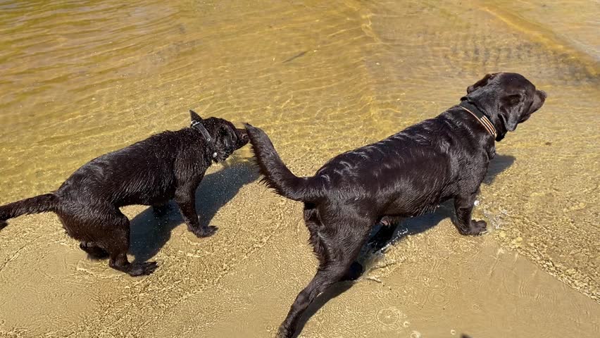 two Labrador dogs, a mother and a baby, run through shallow water in the reservoir.
