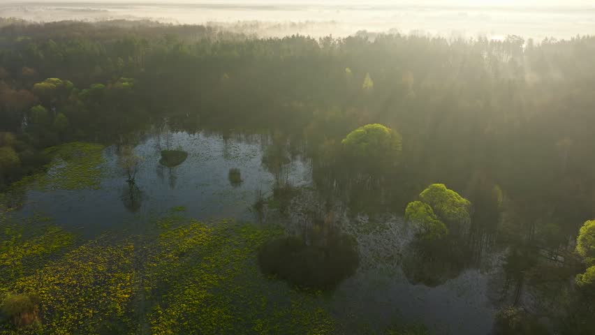 Lake water flower aerial sunset morning leaves spring nature Royalty-Free Stock Footage #3495460807