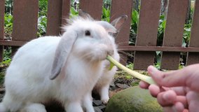 Cute little rabbits on green grass, white little rabbit  - Powered by Shutterstock - Get 15% off with code: PIKWIZARD15