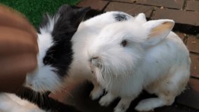 Cute little rabbits on green grass, white little rabbit  - Powered by Shutterstock - Get 15% off with code: PIKWIZARD15