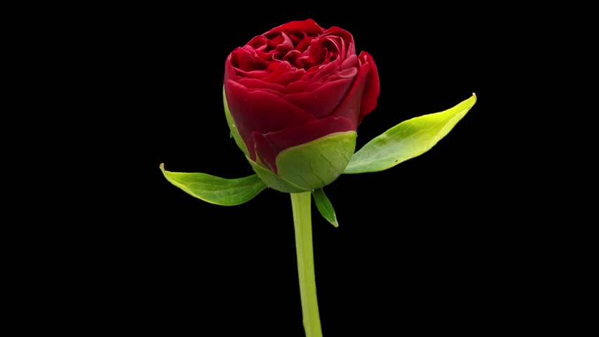 Blooming peony flower open, time lapse. Timelapse of pink peony flower blooming on black background. Valentine's Day concept