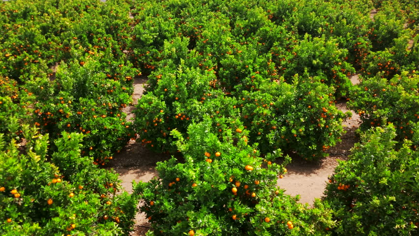 Aerial view of orange trees in a plantation. An orange tree farm plantation in Andalusia, Spain. A large orange plantation with trees full of fresh ripe orange fruits. Citrus orchard in Europe
