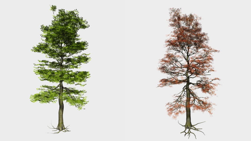 Trees against white,Alpha included