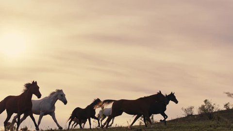 Horses running on a grass field