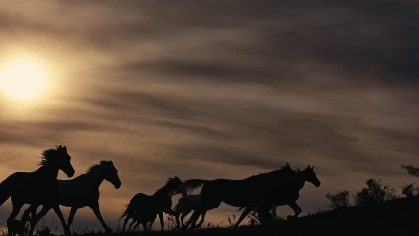 Horses running on a grass field Royalty-Free Stock Footage #34956154