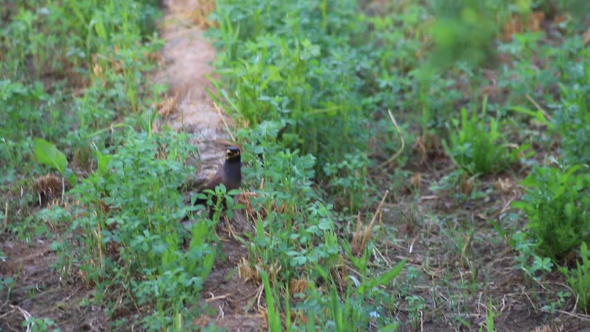 Myna, walking on the ground. Myna bird eyes are covered by green grass. Maina (yellow-eyed starling) one of the most beautiful and common birds in Israel. Beautiful 4k footage.