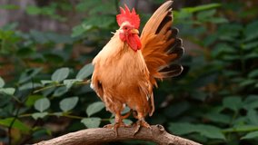 Rooster Chicken Chick Animal Video, Animal Nature Wildlife, Wildlife Conservation, Nature Photography.