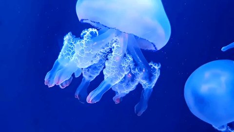 Jellyfish Underwater Beautiful Nature Video, Animal Nature Wildlife, Wildlife Conservation, Nature Photography. Stockvideó
