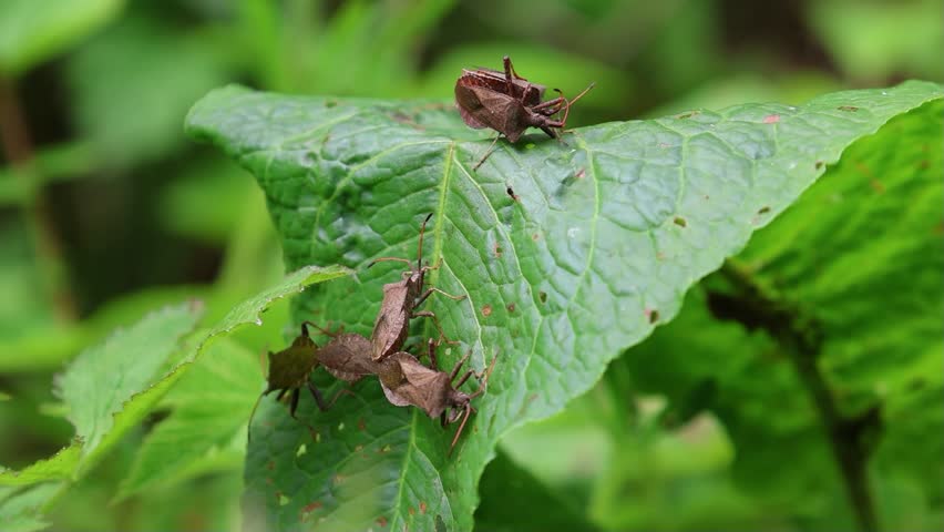 forest bugs sitting in pairs on a large green leaf on a field