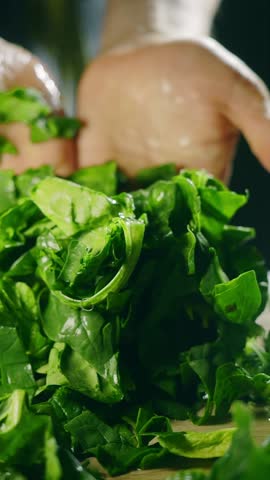 fresh spinach leaves close up vertical video. healthy food, salad ingredients. farm organic vegetables, fresh harvest, green leaves