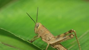 video of grasshoppers on leaves. animal videos.