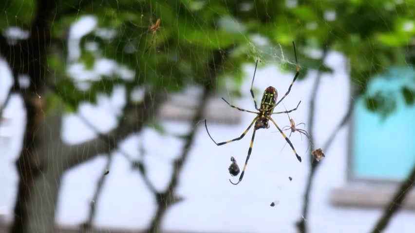 Spider and web in the nature