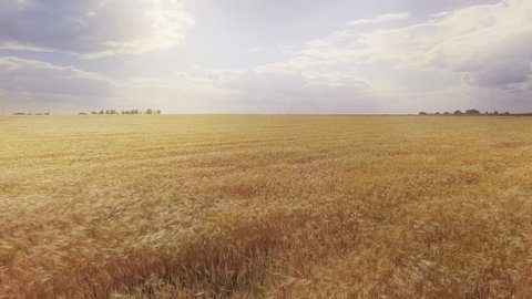 Flight above the ripe golden wheat field at sunrise.